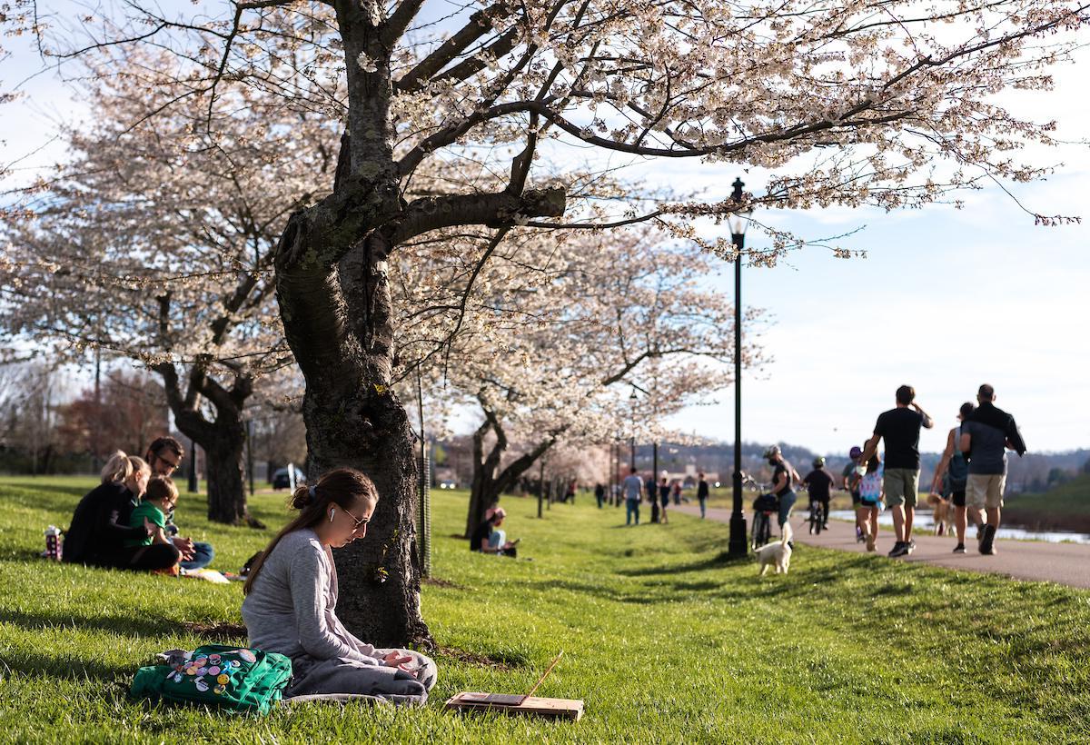 Students and community members enjoy the sakura cherry blossom trees in bloom on Ohio University's campus